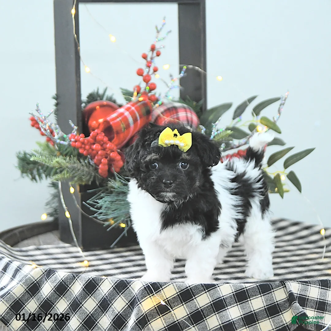 Havapoo dogs for sale: Ember - Ad 6