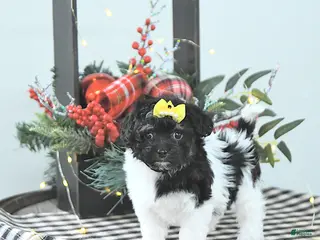 Havapoo dogs Ember - Ad 16