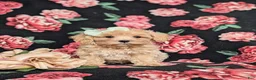Maltipoo dogs for sale: Emerson 6 lbs Full Grown - Ad 3