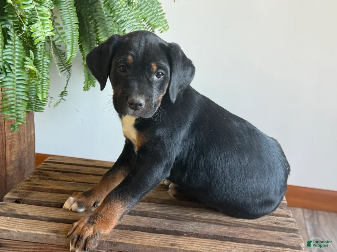 Mixed Breed dogs for sale: Baxter - Ad 4