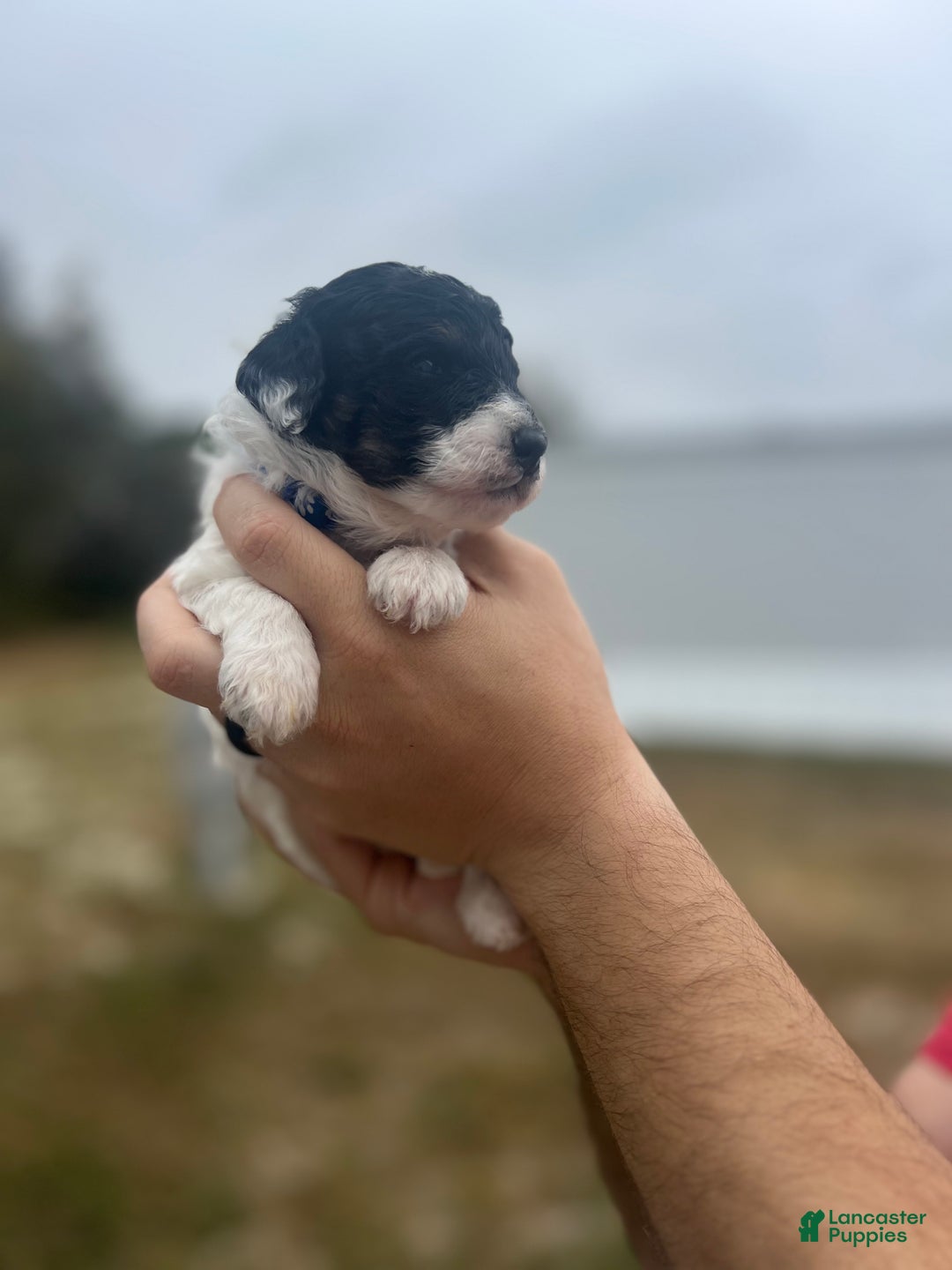 Mini Sheepadoodle dogs for sale: Blue-Glacier  - Ad 2