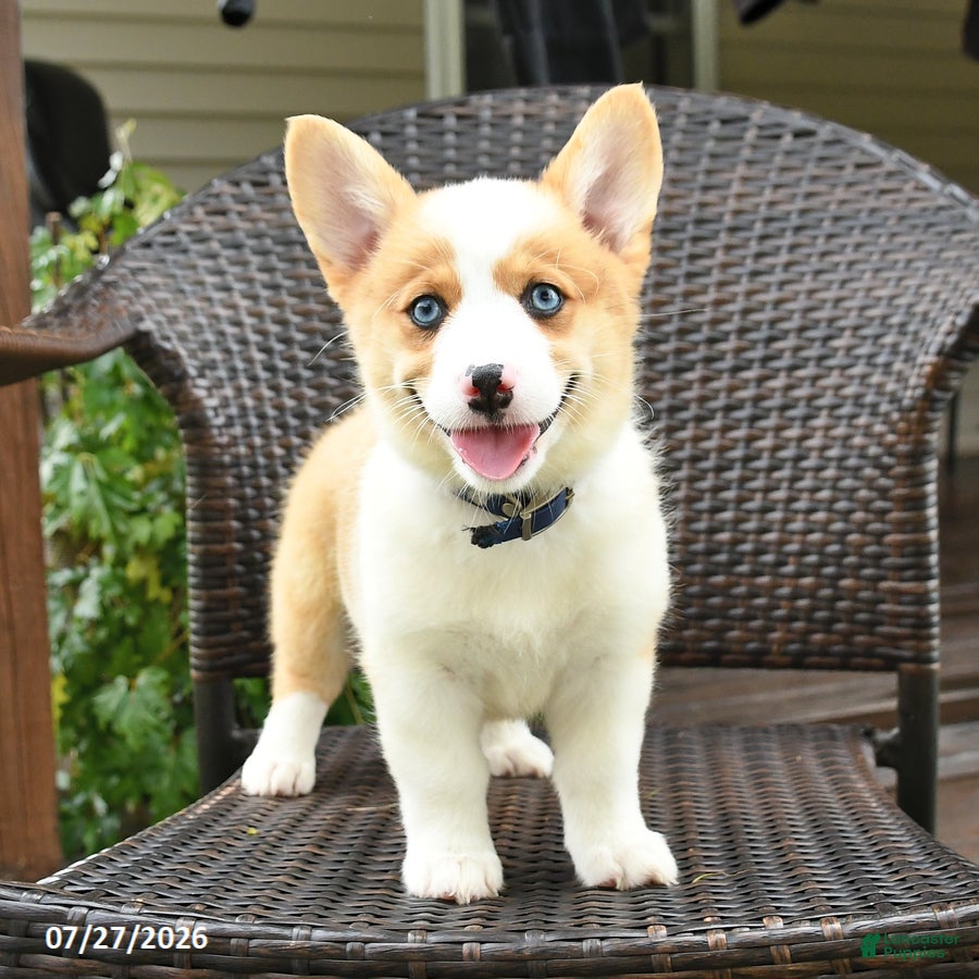 Welsh Corgi Pembroke dogs Penny - Ad 1