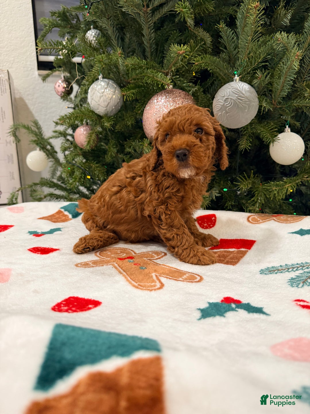 Mini Goldendoodle dogs for sale: Asher - Ad 3
