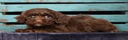 Cavapoo dogs for sale: Carson - Ad 3