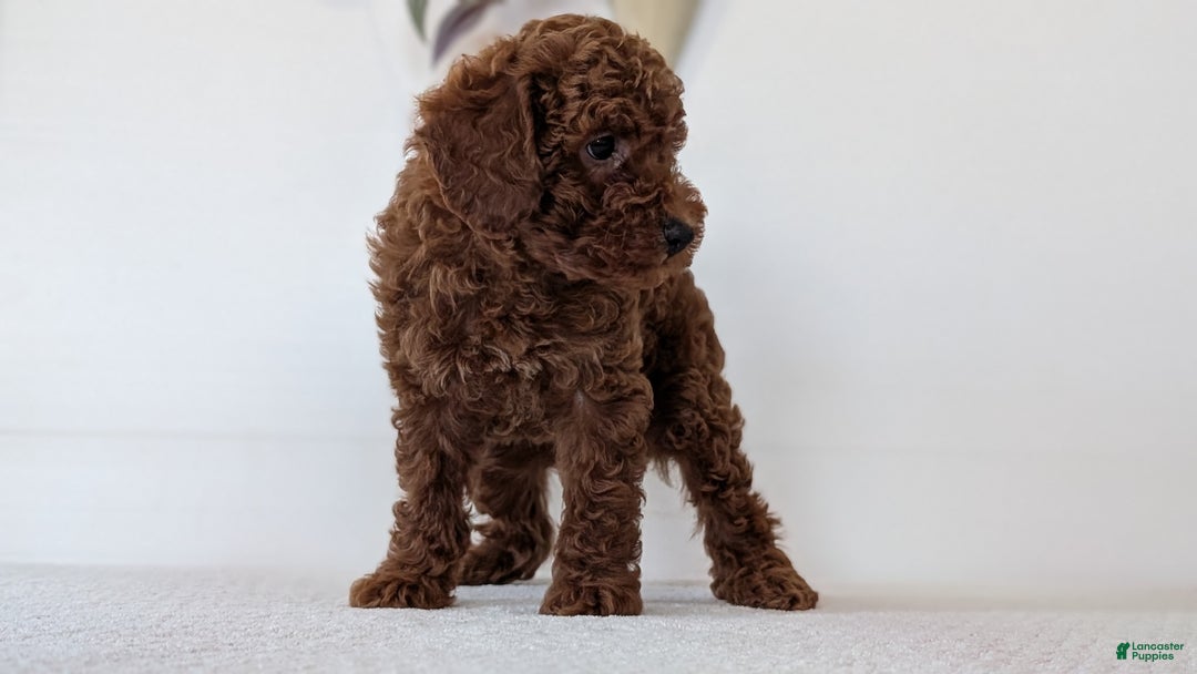 Toy Poodle dogs for sale: Carter - Ad 7
