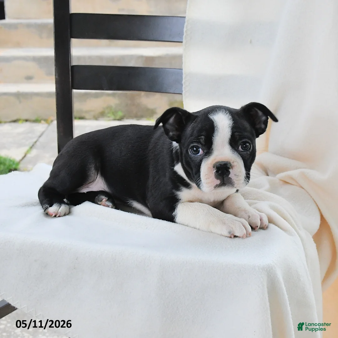 Boston Terrier dogs for sale: Bethany - Ad 3