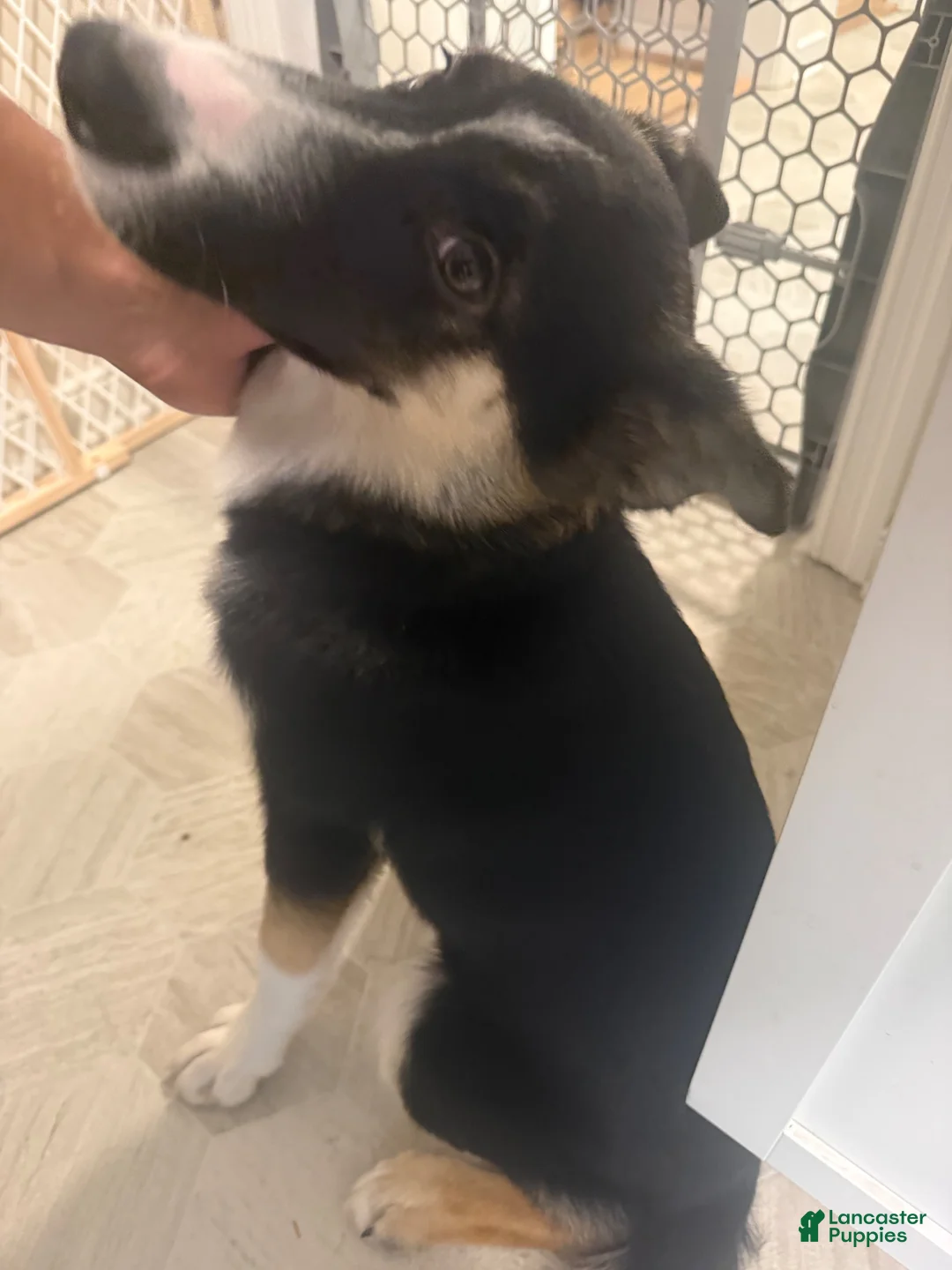 Gerberian Shepsky dogs for sale: Gerberian Shepsky 1 - Ad 1