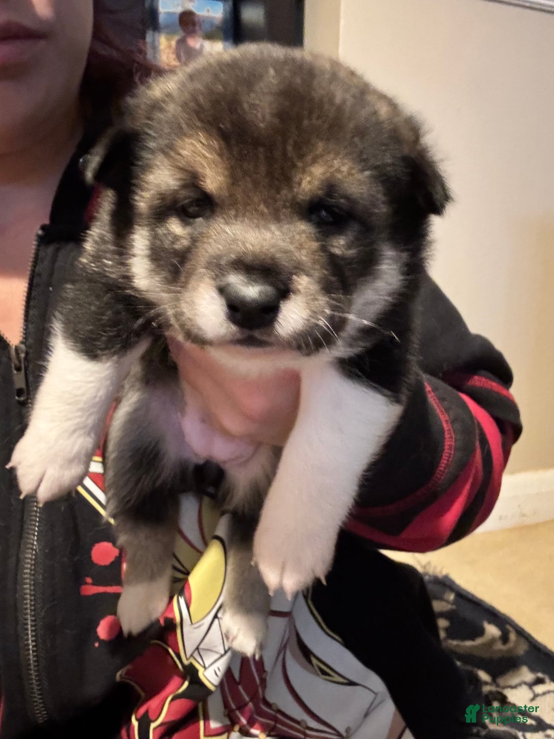 Shiba Inu dogs for sale: Shiba Inu Puppy 2 - Ad 2