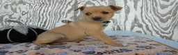Jack Russell Terrier dogs for sale: Jack Russell Terrier 7 Leah - Ad 2
