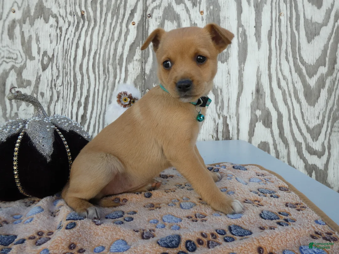Jack Russell Terrier dogs for sale: Jack Russell Terrier 7 Leah - Ad 2