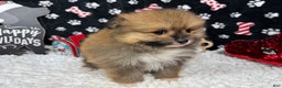 Pomeranian dogs for sale: Pomeranian Puppy 1 - Ad 2