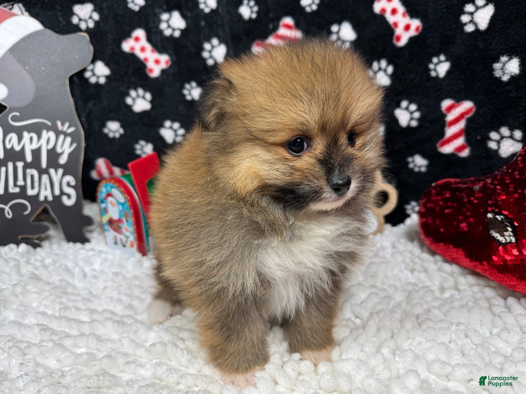 Pomeranian dogs for sale: Pomeranian Puppy 1 - Ad 2