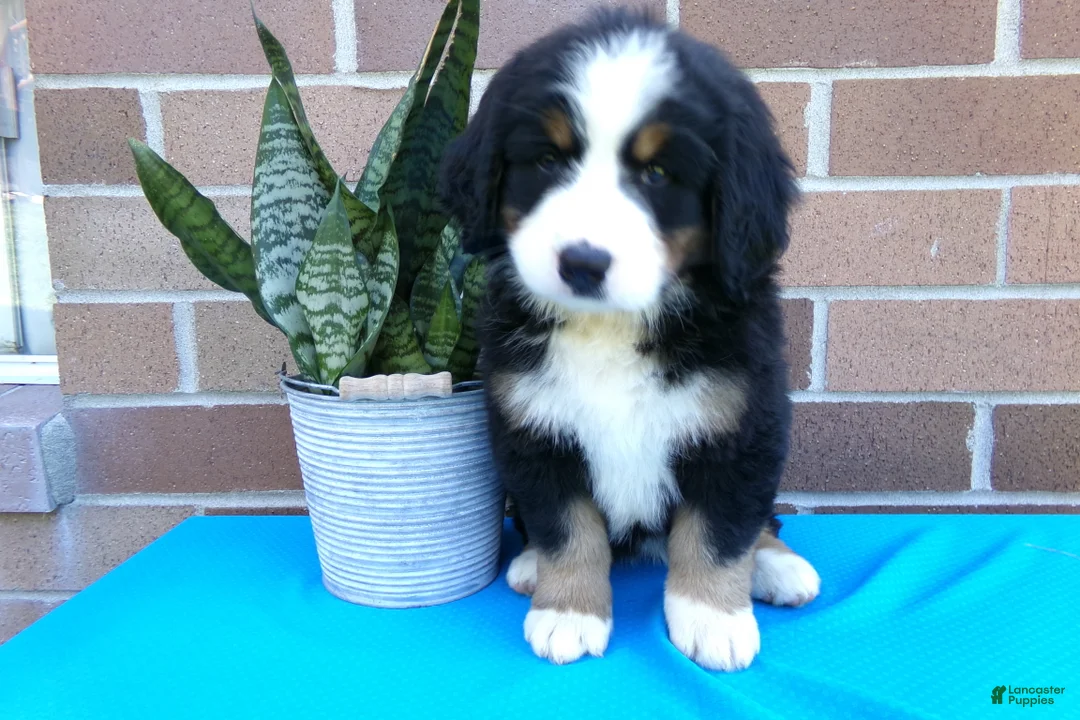 Bernese Mountain Dog dogs for sale: Tea Cup - Ad 1