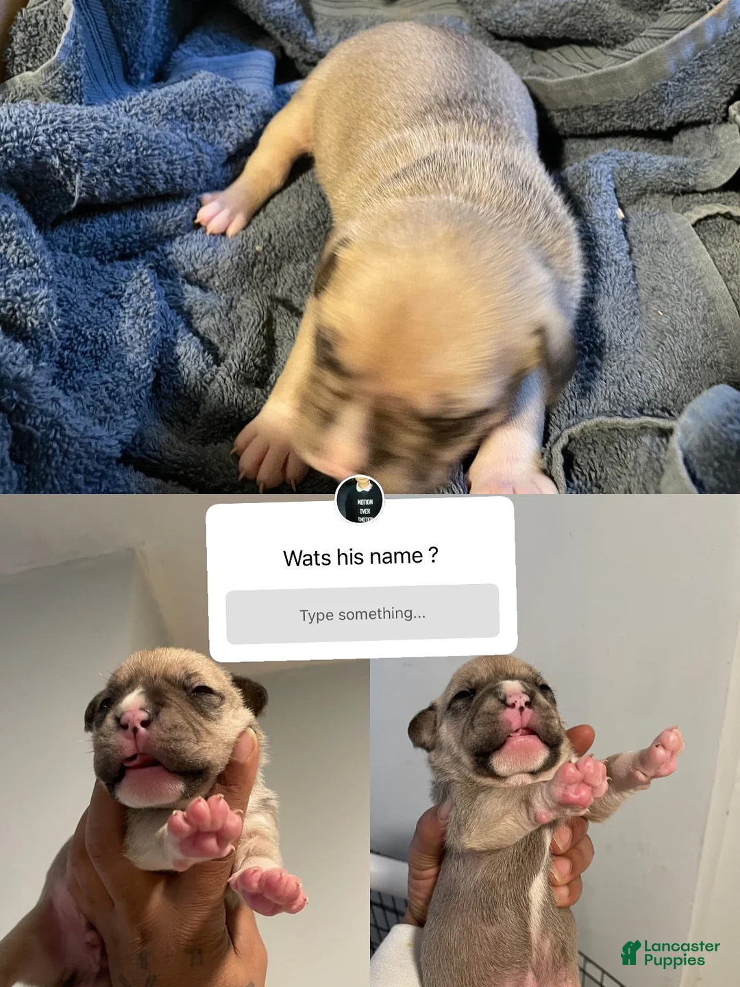 American Bully dogs for sale: American Bully Puppy 6 - Ad 1