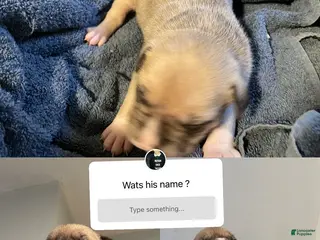 American Bully dogs American Bully Puppy 6 - Ad 12