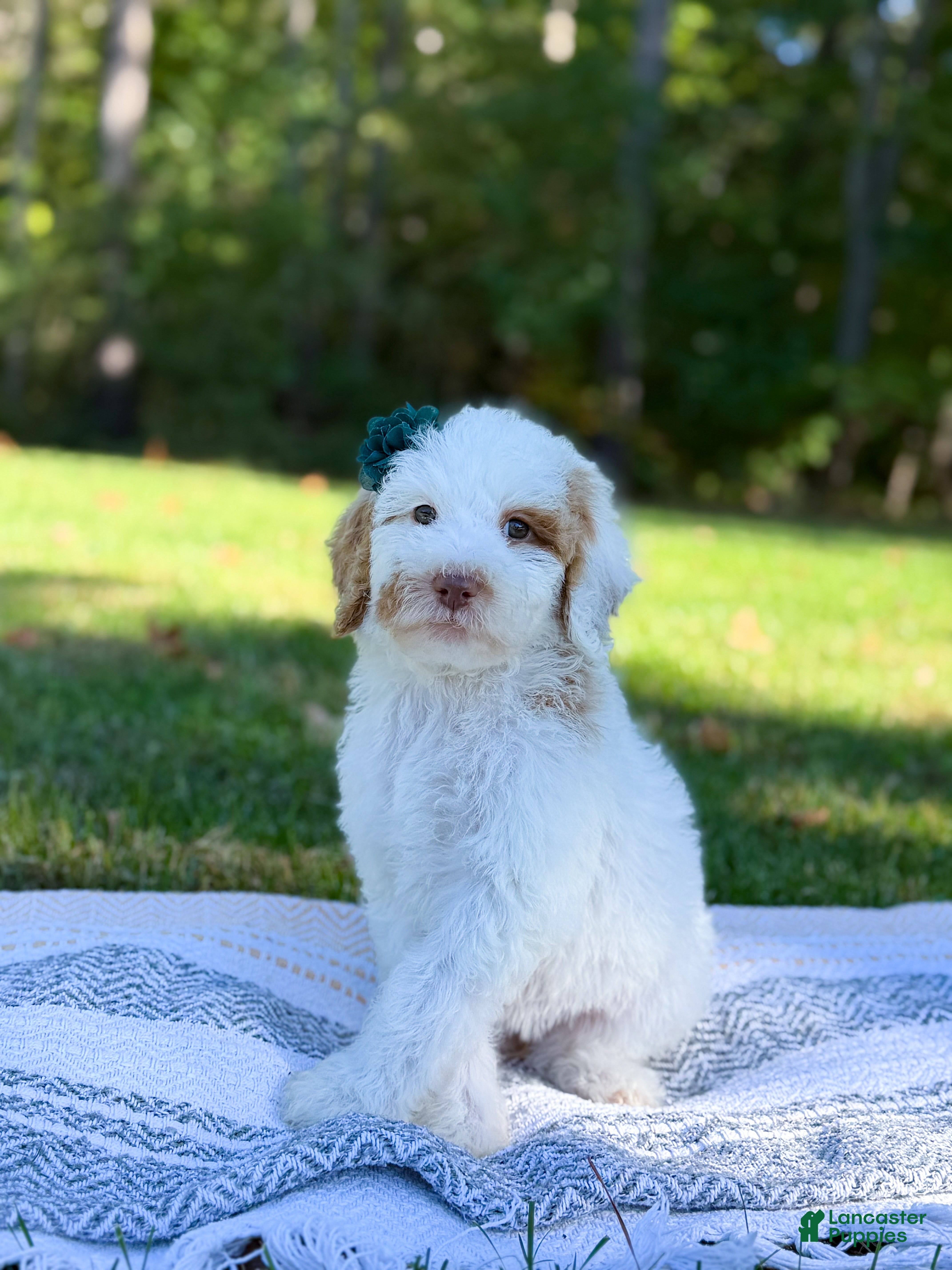 Goldendoodle dogs Hello I’m Wren🎀 - Ad 1