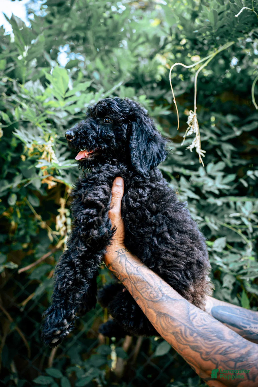 Goldendoodle dogs for sale: Onyx - Ad 2