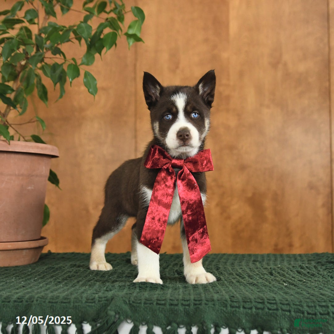 Siberian Husky dogs for sale: Aspen - Ad 1