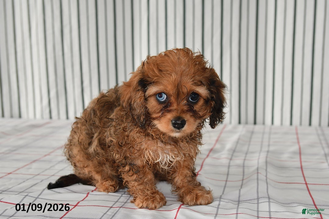 Cavapoo dogs for sale: Bonnie - Ad 3