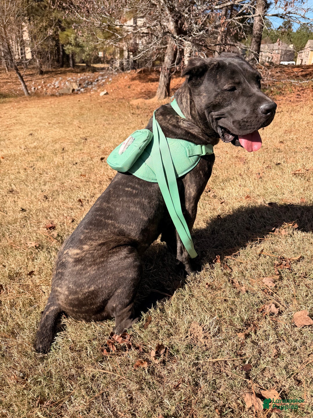 Cane Corso dogs for sale: Dior - Ad 2