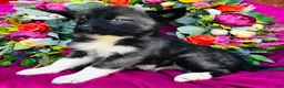 Siberian Husky dogs for sale: Koal - Ad 7