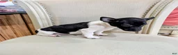 Teddy Roosevelt Terrier dogs for sale: VENUS  - Ad 5