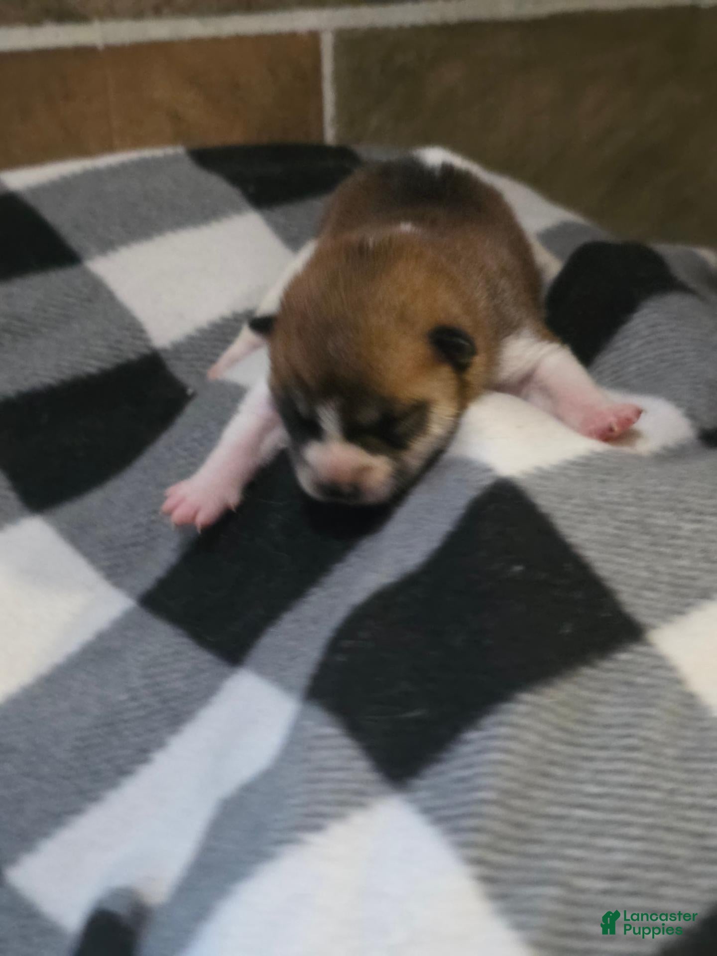 Shiba Inu dogs Shiba Inu 4 - Ad 1