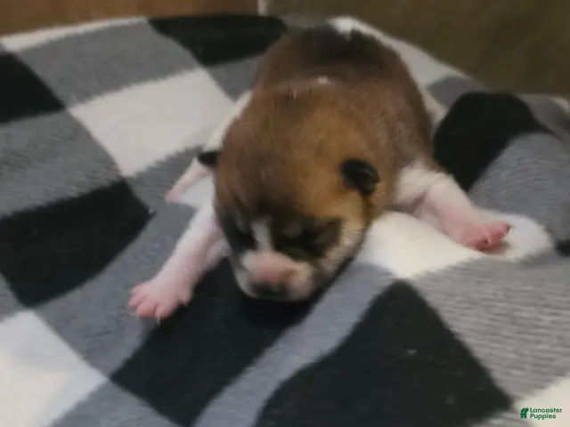 Shiba Inu dogs Shiba Inu 4 - Ad 1