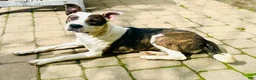Mixed Breed dogs for sale: Delilah - Ad 7