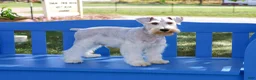 Miniature Schnauzer dogs for sale: Alex - Ad 15