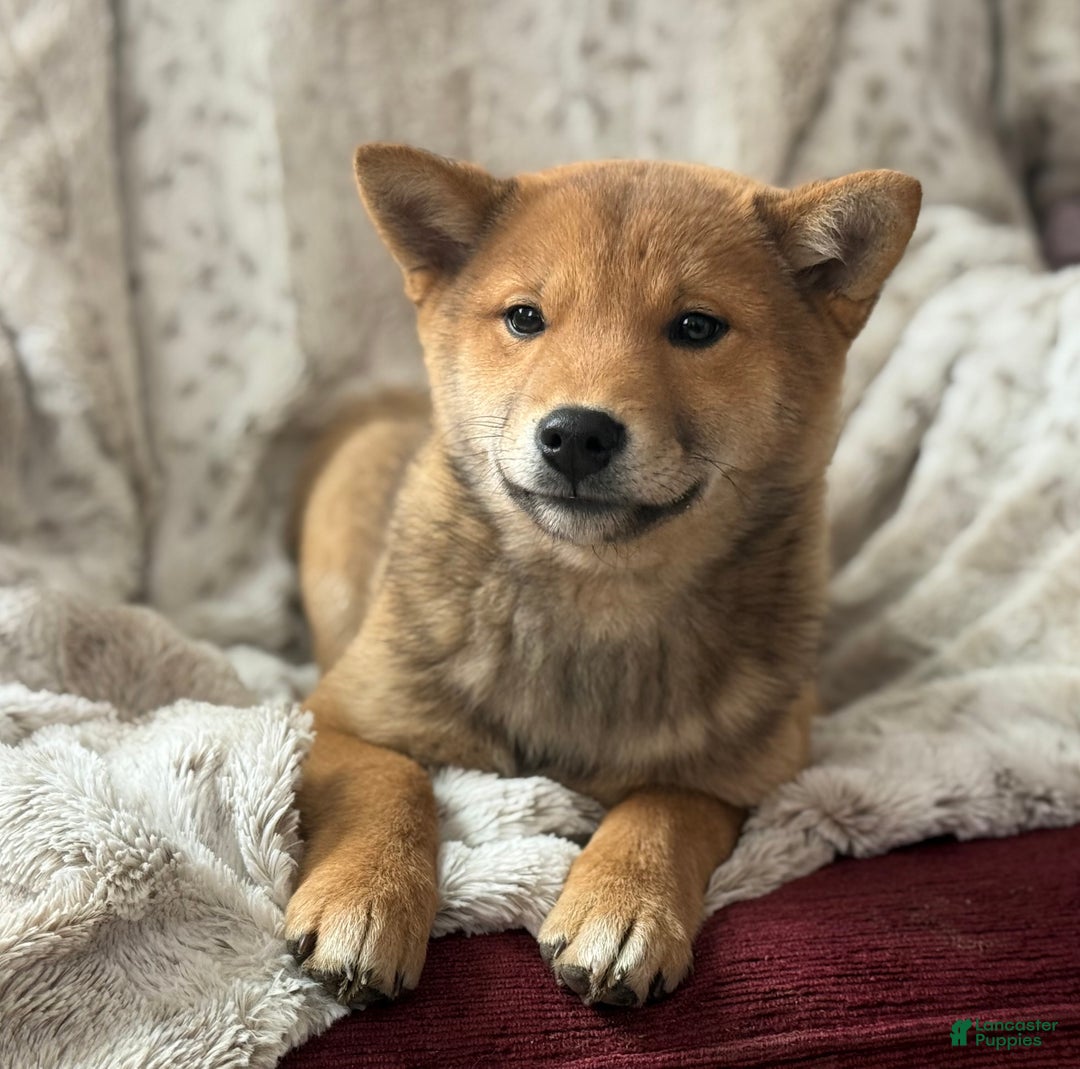 Shiba Inu dogs for sale: Shiba Inu Puppy 1 - Ad 4
