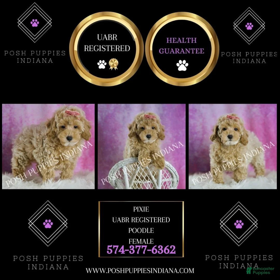 Toy Poodle dogs for sale: Pixie Stick - Ad 7