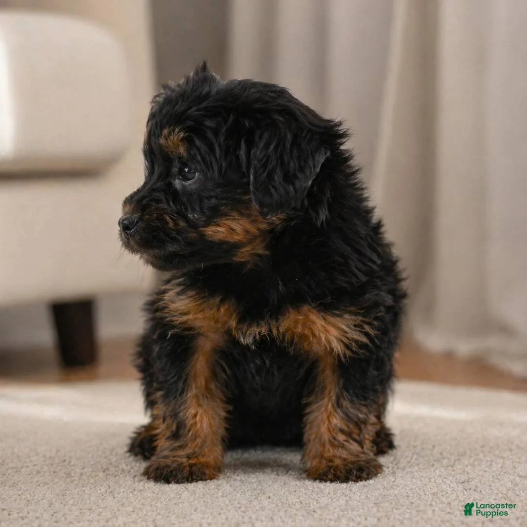 Yorkshire Terrier dogs for sale: Archie - Ad 2
