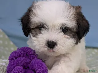 Teddy Bear dogs Vicious Biscuit - Ad 9