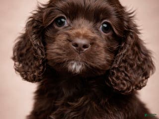 Cocker Spaniel dogs Lola-Ready to go! - Ad 28