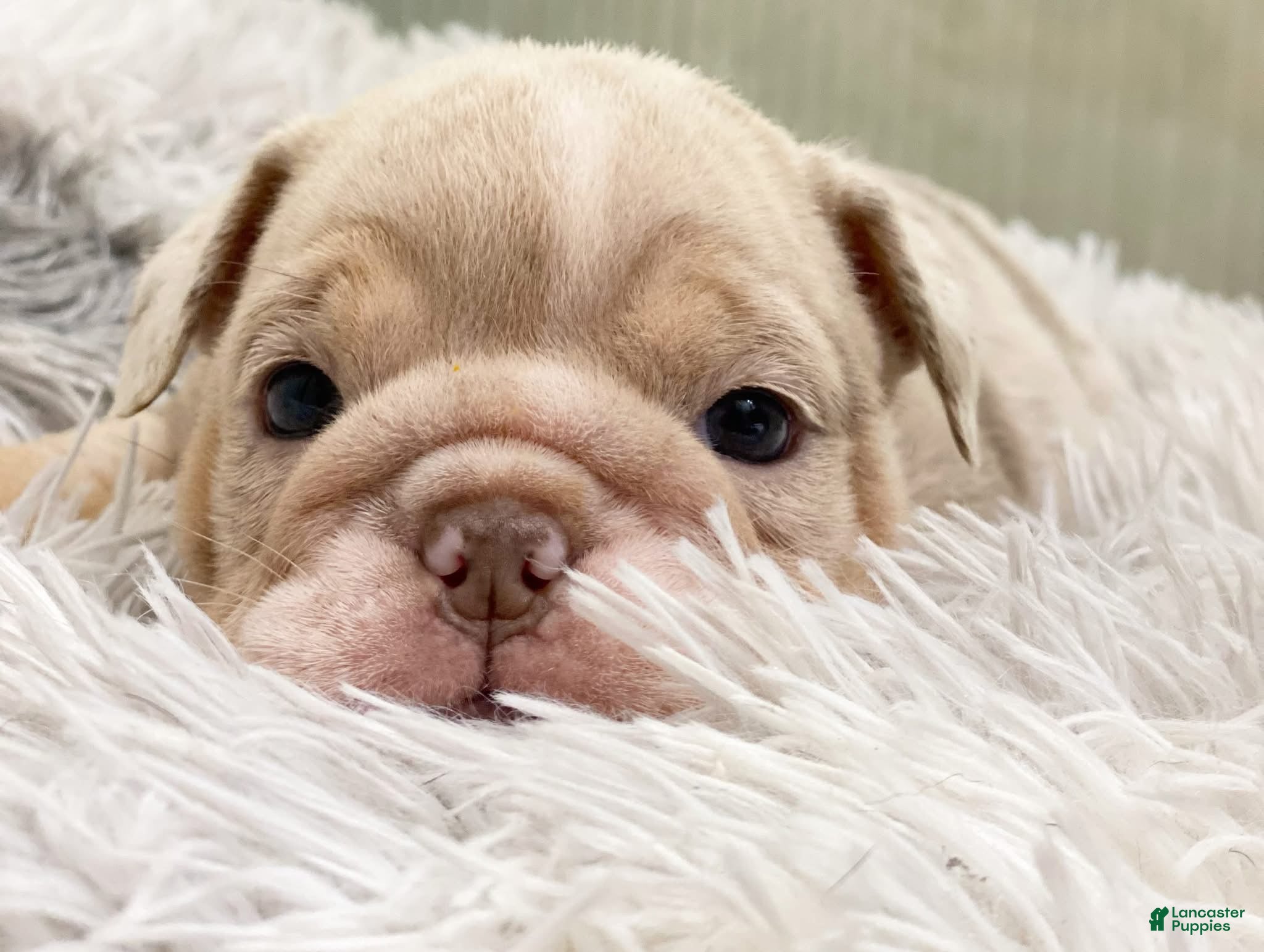 English Bulldog dogs ENGRID - Ad 24