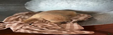 Golden Retriever 3