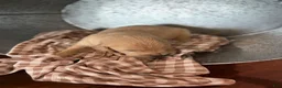 Golden Retriever dogs for sale: Golden Retriever 3 - Ad 1