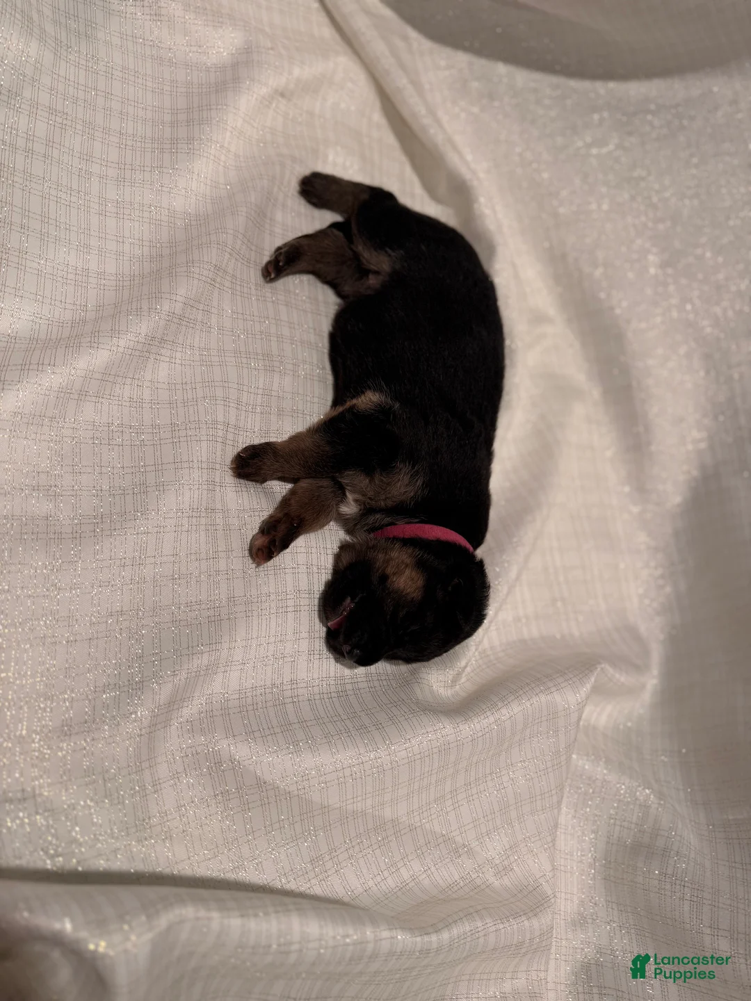 German Shepherd dogs for sale: German Shepherd Puppy 4 - Ad 2