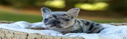 French Bulldog dogs for sale: Darla - Blue Merle - Ad 2