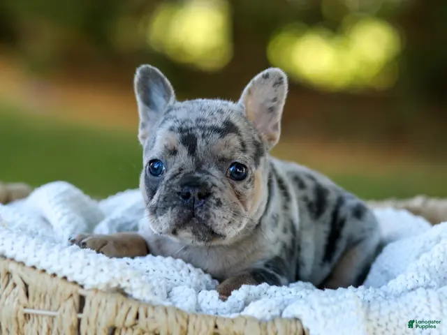 French Bulldog dogs for sale: Darla - Blue Merle - Ad 2