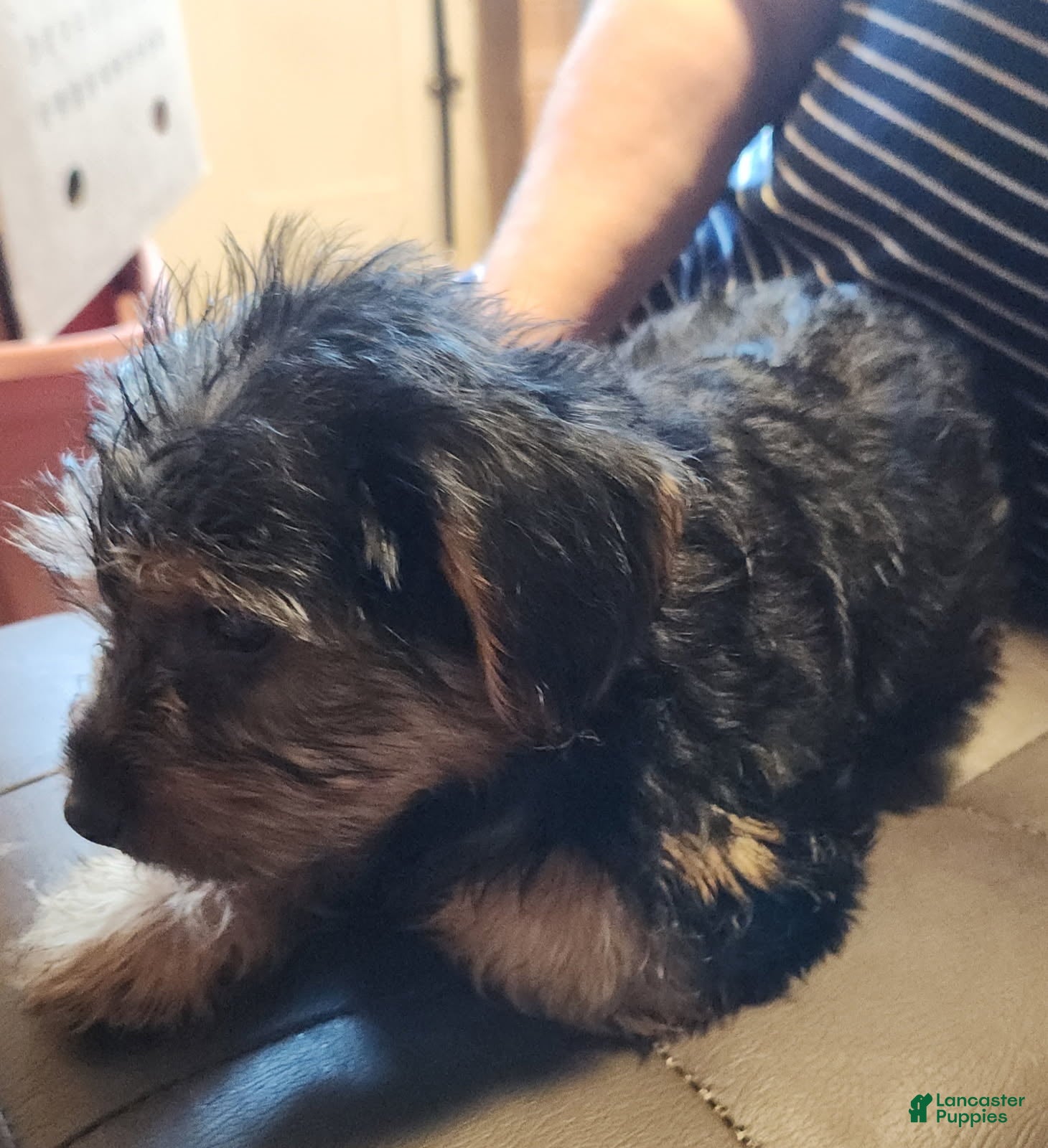 Yorkshire Terrier dogs for sale: Zeb - Ad 4