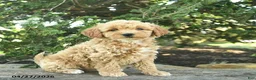 Goldendoodle dogs for sale: Molly - Ad 6