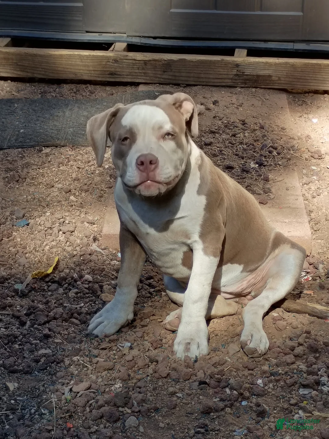 American Bully dogs for sale: American Bully 2 - Ad 2