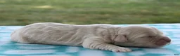 Mini Goldendoodle dogs for sale: Viking - Ad 4