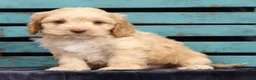 Cavapoo dogs for sale: Cody - Ad 3