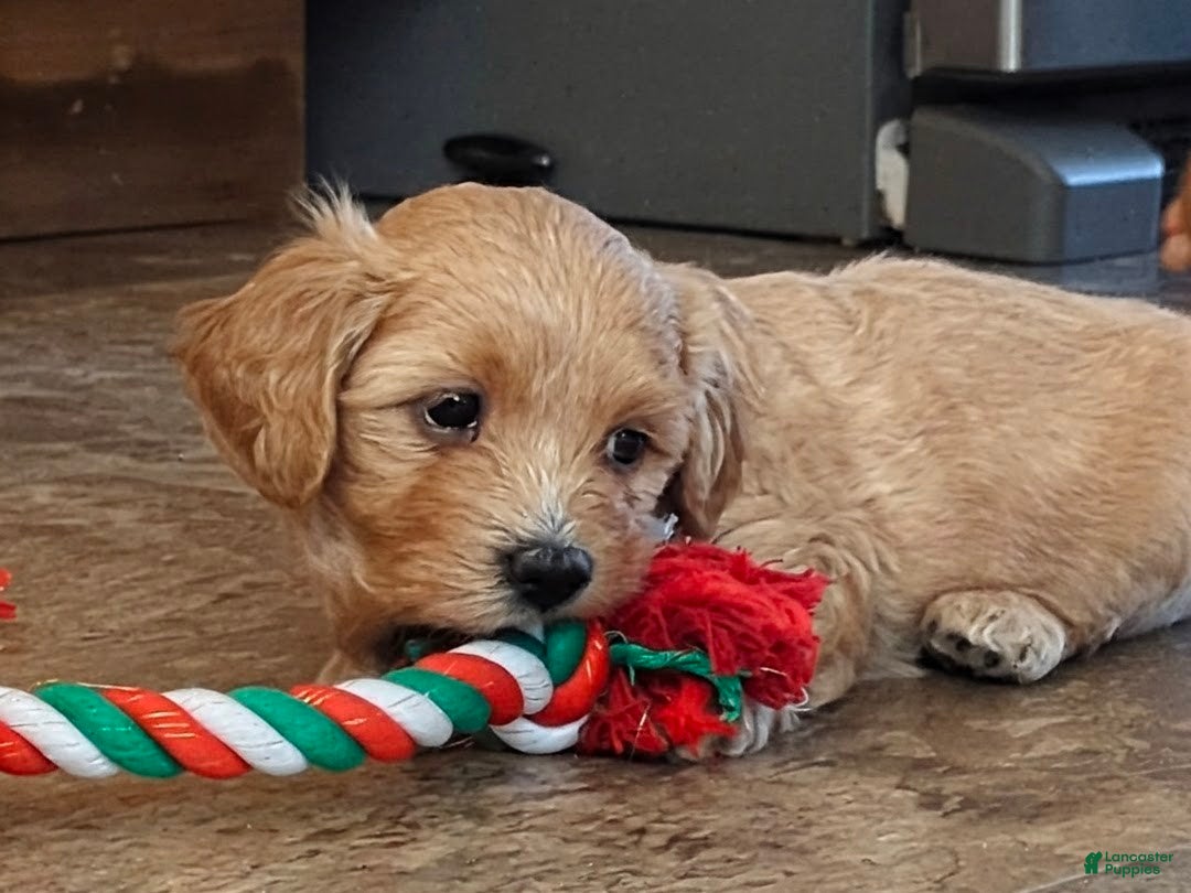 Mixed Breed dogs for sale: Cosmo - Ad 4