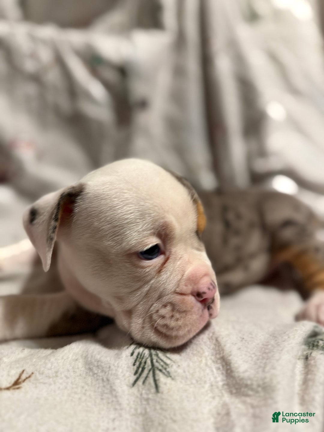 Olde English Bulldogge dogs for sale: Alexandria - Ad 5