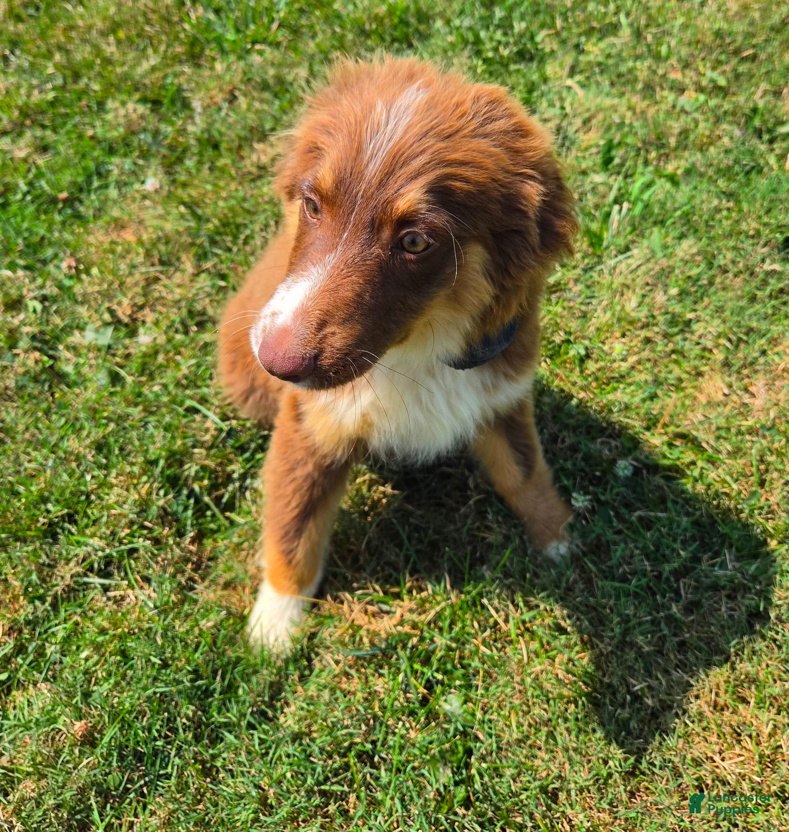 Miniature Australian Shepherd dogs for sale: Miniature Australian Shepherd 1 - Ad 2