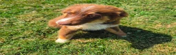 Miniature Australian Shepherd dogs for sale: Miniature Australian Shepherd 1 - Ad 1